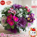 お正月飾り 葉ボタンのハンギングバスケット寄せ植え[紅(べに]Mサイズ│葉牡丹 ビオラ 正月 しめ縄 しめ飾り しめ縄飾り 屋外 おしゃれ 正月飾り 洋風