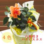 \珍しい八重咲きハイビスカス4色から/ ハイビスカス 八重咲 鉢植え 各色 イエロー レッド ホワイト オレンジ 5号鉢 高さ約40〜50cm 誕生日 花鉢