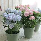 ＼「マツコの知らない世界」で特集／秋色アジサイ「伊予獅子手毬(いよじしてまり) 5号鉢」(ピンク・ブルー)(アンティーク 紫陽花