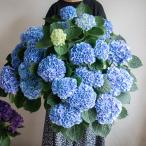 ＼最終売り尽くし／秋色アジサイ [品種_マジカルレボリューション ブルー] 8号鉢(色幅あり) (色変わり ハイドランジア アンティーク 紫陽花 アジサイ