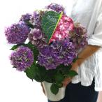 売り尽くし 秋色アジサイ [品種： ハイドランジア 秋色レッドエンジェル] 5号鉢 紫陽花(あじさい 鉢植え アジサイ 紫陽花 秋色 品種