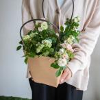 |. корень . поэтому следующий год ...kospa*| мини роза. растение в горшке [ зеленый лёд ] 3 номер горшок ( орнамент type белый горшок ) цветение период :5 месяц ~11 месяц ( горшок с разрезом Mini роза ..... корень .