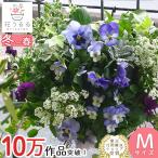 パンジー＆ビオラのハンギングバスケット 花うるる 寄せ植え [SKY(スカイ] Mサイズ | 玄関 フラワーギフト 誕生日 プレゼント 女性 母 花 おしゃれ