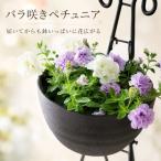 ＼バラ咲きペチュニアが2,980円／花うるる ハンギング