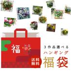 ＼3作品選べる／「ハンギング寄せ植え福袋2024」Mサイズ シンプル | 玄関 フラワーギフト 誕生日 プレゼント 女性 花 卒業祝い 鉢植え 鉢花 ガーデニング