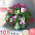 なでしこのハンギングバスケット 花うるる 寄せ植え[カラフルMIX] Mサイズ│宿根草 多年草 秋の花 完成品 秋 冬 誕生日 ギフト プレゼント 敬老 敬老の日