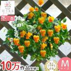 ビオラのハンギングバスケット 花うるる 寄せ植え [オレンジ] Mサイズ シンプル | 玄関 フラワーギフト 誕生日 プレゼント 女性 母 花 おしゃれ