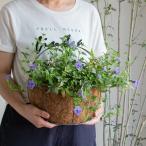 数量限定 ハンギング 寄せ植え 花うるる アレンジ『這性トレニア 壁掛け型 ヤシマット ハンギング』(スーパートレニア 栄養系 寄せ植え 夏ギフト お中元
