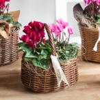  в тот же день рассылка возможно |.. изменение свободный |[ сад цикламен персидский. .. корзина ( одеколон )].. горшок .. корзина Рождество Xmas зима подарок цветок цветок подарок подарок садоводство 