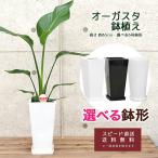 観葉植物 ストレリチア・オーガスタ6号鉢 (選べる鉢6種 鉢形)高さ約65cm 【augu06-005-011 】  大型 開店祝い 新築祝い 誕生日プレゼント 引越し祝い  アジアン