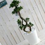 ガジュマルの木 8号鉢 受け皿付(観葉植物 鉢植え) 8の字 末広がり 縁起物 喜寿 米寿 還暦 誕生日 インテリア 新築祝い 開店祝い 縁起 運気