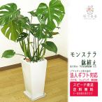 観葉植物 モンステラ7号角高陶器鉢(白) 高さ約85cm mons07-002 大型 開店祝い 新築祝い 誕生日 引越祝い モダン  スクエア 送料無料