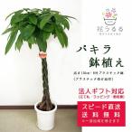 観葉植物パキラ8号プラスチック鉢高...