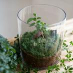 送料無料 観葉植物 [テラリウム-ラウンド-] (ガジュマル×1)