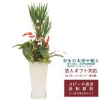 観葉植物寄せ植え10号角高陶器鉢|...