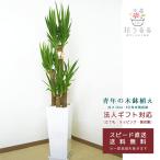 観葉植物ユッカ8号角高陶器鉢高さ約...