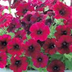 手間要らずで「ギュギュ」っと花が密に咲く タキイ育成・多花性小輪咲きペチュニア 一重咲き「ギュギュ バーガンディー」9cmポット苗（ペチュニア 苗 セット