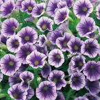手間要らずで「ギュギュ」っと花が密に咲く タキイ育成・多花性小輪咲きペチュニア 一重咲き「ギュギュ グレープアイス」9cmポット苗（ペチュニア 苗 セット