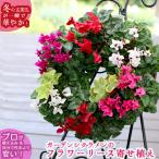 リース 寄せ植え『ガーデンシクラメンのハンギング*リング』(花うるる 寄せ植え 冬 秋 ハンギングバスケット クリスマスリース ギフト プレゼント