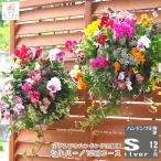 「ハンギングバスケット定期便〜シルバー」12ヶ月コース (サブスク/寄せ植え/春/セット/ギフト/花/フラワー/玄関/おうち時間/プレゼント