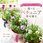 ＼届いてからも鉢いっぱいに花広がる／『選べるペチュ