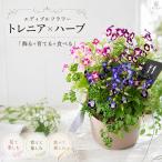 ＼食べれる寄せ植え／エディブルフラワー[トレニアと