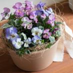 | массовая закупка бесплатная доставка | viola цветок .......[ пастель li балка ] cozy корзина M.verI вход цветок подарок день рождения осень-зима подарок отправка другой .