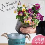 ショッピング鉢 お持ちの鉢にセットするだけ『入れ替え用』中身だけ 花うるる 寄せ植え 5号鉢 交換用カップ植え 完成品 手軽 簡単 入れ替え インナー ライナー 玄関
