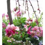 ショッピング桜 花うるるの和モダン鉢 寄せ植え「しだれ咲き花梅」玄関 ウメ 梅 鑑賞 冬 春 鉢植え桜 盆栽 梅盆栽 ミニ盆栽 八重梅 初心者 屋外 プレゼント 盆栽ギフト 鉢植え