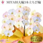 MIYABI 胡蝶蘭コットンキャンディ 大輪3本立ち 27輪以上 青 オレンジ イエロー ブルー パープル 胡蝶蘭【平日12時迄の注文で翌日出荷】