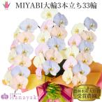 MIYABI　胡蝶蘭コットンキャンディ　大輪3本立ち 33輪以上　青　オレンジ　イエロー　ブルー　パープル　胡蝶蘭【平日12時迄の注文で翌日出荷】