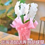 【北海道お届け専用】胡蝶蘭 ミディ 2本立 ラッピング付き! 送料無料 【営業日昼12時迄の注文で当日出荷:配送に2日かかります】