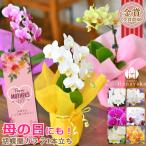 胡蝶蘭 カララ(ミニミディ) 1本立ち ラッピング、カード付き 母の日にも!鉢花 フラワーギフト 誕生日 プレゼント 蘭 贈り物 開店祝い お祝い ギフト※KG