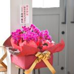 おとりわけ胡蝶蘭 カララ（ミディ）8本立ち※2本立ち×4鉢入り 胡蝶蘭 ギフト プレゼント お祝い 花 フラワー 鉢花 開院 開店 開業 祝い 誕生日 内祝