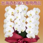 【北海道お届け専用】胡蝶蘭 白大輪 3本立ち 27輪以上 ※4〜5輪咲き 送料無料【営業日昼12時迄の注文で翌々日出荷】ギフト お祝い 開店 開業 誕生日