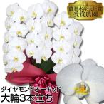胡蝶蘭 ダイヤモンドオーキッド　胡蝶蘭　大輪3本立ち　27輪以上　商標出願済商品