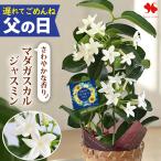遅れてごめんね 父の日 花鉢 花 2026 ギフト 鉢植え マダガスカルジャスミン 4号鉢 香り 多年草 毎年 咲く 贈り物 鉢 鉢花 プレゼント フラワーギフト