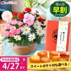 早割 母の日 2024 花 寄せ鉢＆スイートポテト カーネーション、ミニバラなど人気の花鉢がぎゅっ！ふわふわプードルが笑顔をお届け