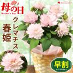 ショッピングクレマチス 早割 2024 母の日 鉢植え プレゼント クレマチス 春姫 バスケット付き 鉢植え 花鉢 鉢花  お花 フラワーギフト  母 義理 義母