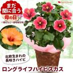 ショッピング花 母の日 鉢植え プレゼント 2024 ロングライフハイビスカス バスケット付き プチオレンジ クリオ 鉢植え 花鉢 鉢花 母の日ギフト  お花 フラワーギフト