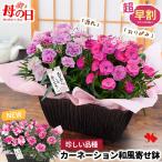 超早割 母の日 2026 ギフト 花 2品種 寄せ植え 産地直送 モリヒロ園芸さんの カーネーション 選べる 寄せ籠 鉢植え 花かご ピンク レッド 紫 珍しい 母の日限定