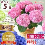 母の日 花 2025 アジサイ プレゼント ギフト 鉢植え あじさい 5号 inバスケット 珍しい 紫陽花 母の日ギフト 母の日プレゼント お母さん 母