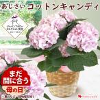 母の日 花 2024 プレゼント ギフト 鉢植え アジサイ コットンキャンディ５号  inバスケット  鉢花 花鉢 あじさい 紫陽花