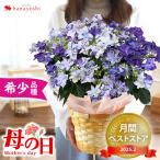 母の日 花 ギフト プレゼント 2025 鉢植え アジサイ 衣純千織 いずみちおり 5号 inバスケット 数量限定 あじさい 珍しい 鉢 花鉢 紫陽花 多年草 毎年咲く