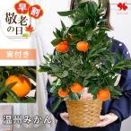 早割 敬老の日 実付でお届け 選べる 果樹 in バスケット 果実 温州みかん 蜜柑 プレゼント ギフト 鉢植え 祖父 祖母 贈り物 2025 送料無料 60代 70代 80代