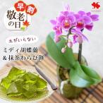 早割 敬老の日 2025 送料無料 花 鉢植え 花鉢 土がいらない 胡蝶蘭 & 抹茶わらび餅 セット ミディ胡蝶蘭 コチョウラン 蘭 スイーツセット 敬老の日プレゼント