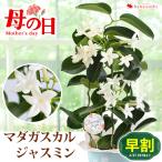 早割 母の日 2024 花 鉢植え マダガスカルジャスミン 鉢植え 爽やかな香りが楽しめる 育てる楽しみを贈る プレゼント ギフト 花鉢 鉢花 母の日ギフト