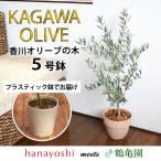 ショッピング観葉植物 オリーブ 鉢植え 鶴亀園さんの香川オリーブの木 ５号鉢オリーブの木 観葉植物 インテリア 新築祝い 開店祝い 誕生日 お祝い 開業祝い