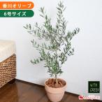 鉢植え 花由がお届けする 鶴亀園の香川 オリーブの木 <テラコッタ鉢> 6号鉢 シンボルツリー 観葉植物 おしゃれ ギフト 玄関 庭 エントランス 植物 お祝い
