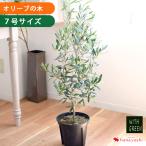 鉢植え オリーブの木 <プラスチック鉢> 7号鉢 シンボルツリー 観葉植物 お しゃれ ギフト 玄関 庭 エントランス 植物 引越し祝い 新築祝い 開店祝い お祝い